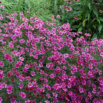 Coreopsis 'Show Stopper'