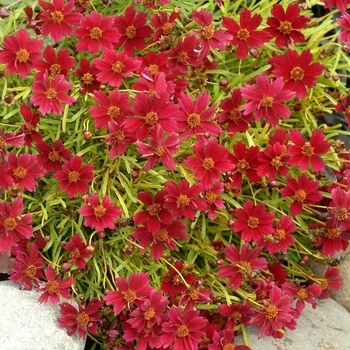 Coreopsis 'Strawberry Lemonade'