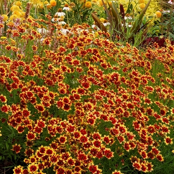 Coreopsis 'Summer Punch'