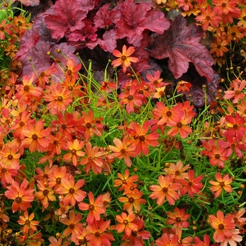 Coreopsis 'Tropical Lemonade'