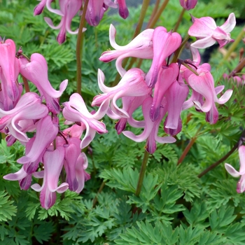 Dicentra 