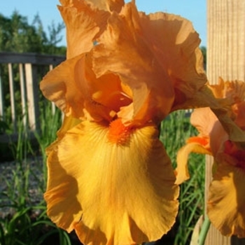 Iris germanica 'Avalon Sunset' 