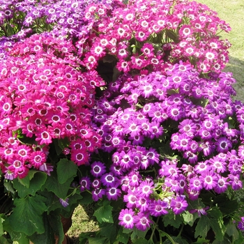 Pericallis 'Multiple Varieties' 