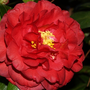 Camellia japonica 'Bobby Fain' 