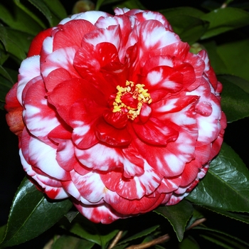Camellia japonica 'Bobby Fain Variegated' 