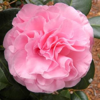 Camellia japonica 'Frankie Winn' 