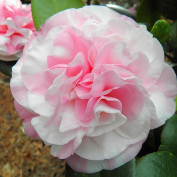 Camellia japonica 'Frankie Winn Variegated' 