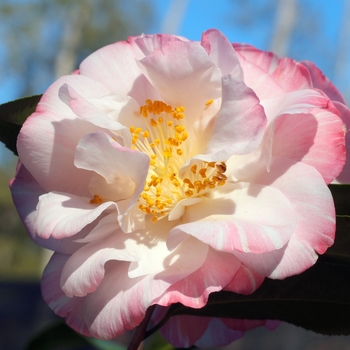 Camellia japonica 'Omega' 