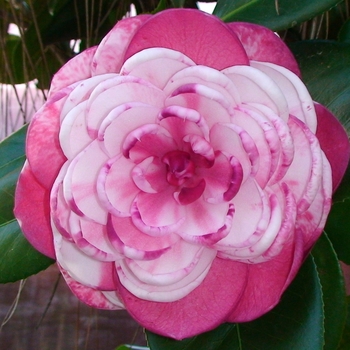 Camellia japonica 'Camille Variegated' 