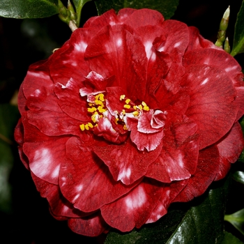 Camellia japonica 'Cherries Jubilee Variegated' 