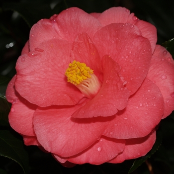 Camellia japonica 'Christmas Beauty' 