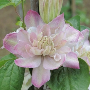 Clematis 'Innocent Blush' 