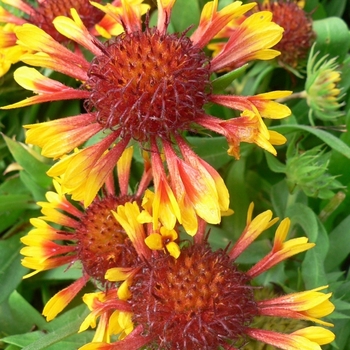 Gaillardia aristata 'Lucky Wheeler' 