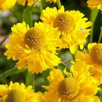 Helenium 'Double Trouble' 