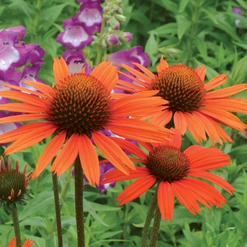 Echinacea 'Blaze' PP26109