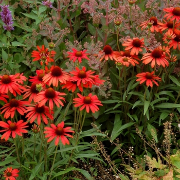 Echinacea 'Scarlet' PP26110