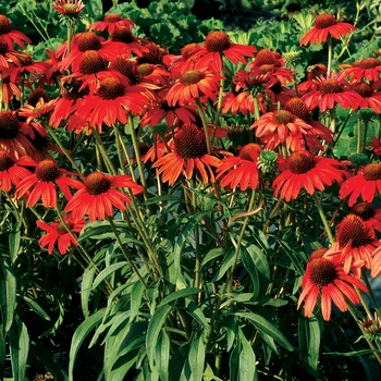 Echinacea Dixie™ 'Scarlet'