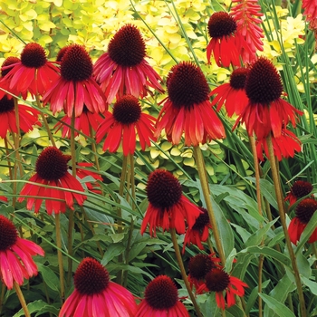 Echinacea 'Firebird' 