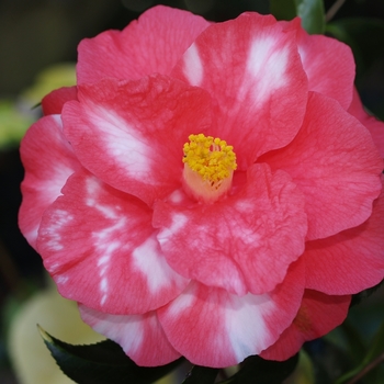 Camellia japonica 'Christmas Beauty Variegated' 