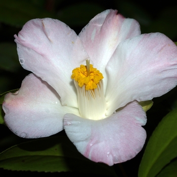 Camellia japonica 'Cilie Sutton' 