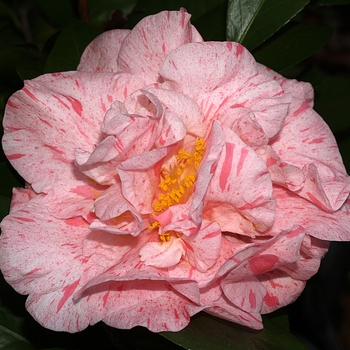 Camellia japonica 'Lauren Tudor' 
