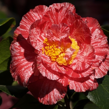 Camellia japonica 'Clown' 
