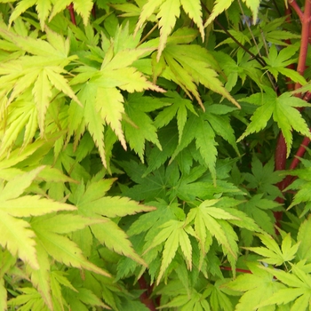 Acer palmatum 'Red Wood' 