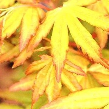 Acer palmatum 'Ueno-yama' 