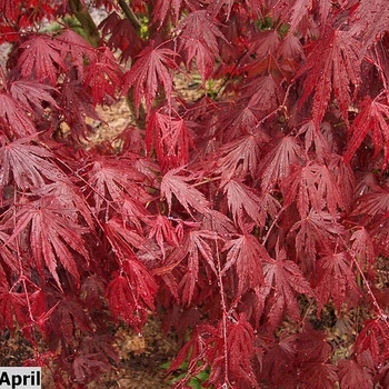 Acer shirasawanum 'Yasemin' 