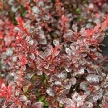 Berberis thunbergii 'Criruzam' 