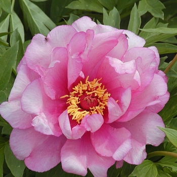 Paeonia 'First Arrival' 