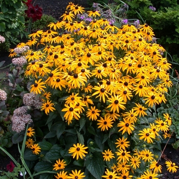 Rudbeckia fulgida 'City Garden' PPAF