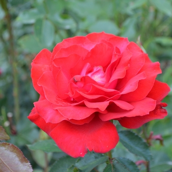 Rosa 'Rebell' FAYbell