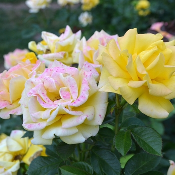 Rosa 'Bubble Double™' Radnov Rose | Garden Center Marketing