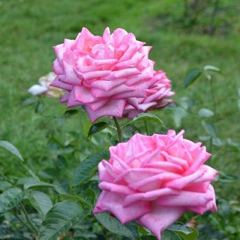 Rosa 'KORsteflali' PP23570