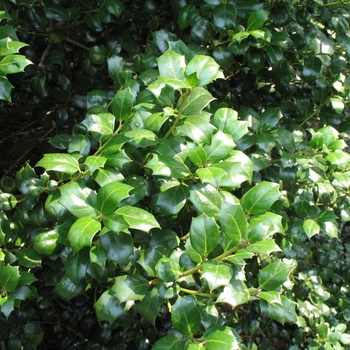 Ilex 'Dr. Kassab' 