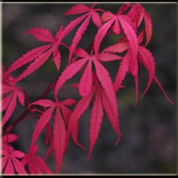 Acer palmatum 'Royale' 