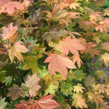 Acer circinatum 'Del's Dwarf' 