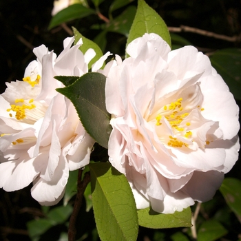 Camellia japonica 'Coed' 
