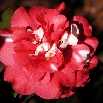 Camellia japonica 'Colletti' 