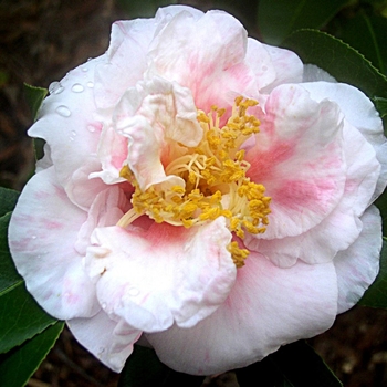 Camellia japonica 'Coral Duchess' 