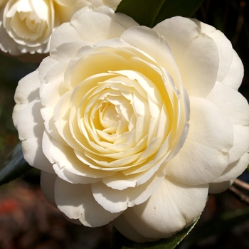 Camellia japonica 'Dahlohnega' 