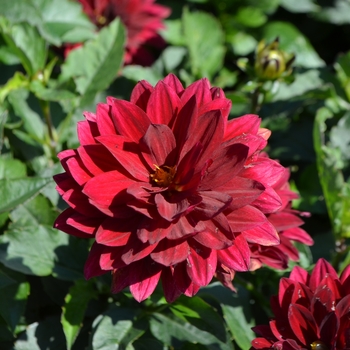 Dahlia 'Aztec™ Taxco®' 