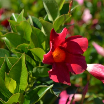 Dipladenia 'Rio™ Deep Red'