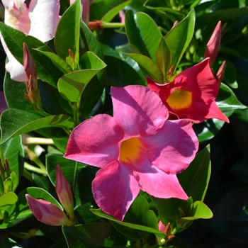 Dipladenia 'Rio™ Pink' 