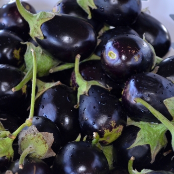 Solanum melongena 'Ophelia'