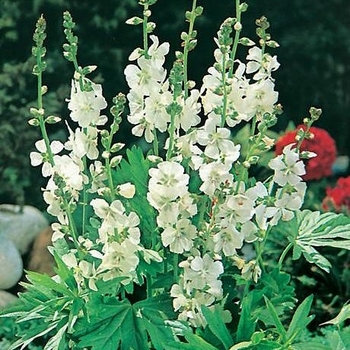 Sidalcea candida