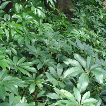 Schefflera arboricola 'Multiple Varieties' 