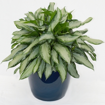 Aglaonema commutatum