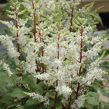 Astilbe 'Rock & Roll®' PP14855